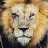 leepowell85